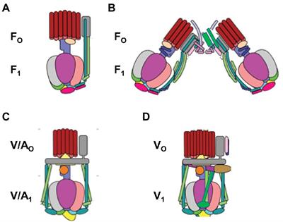 F1FO ATP synthase molecular motor mechanisms